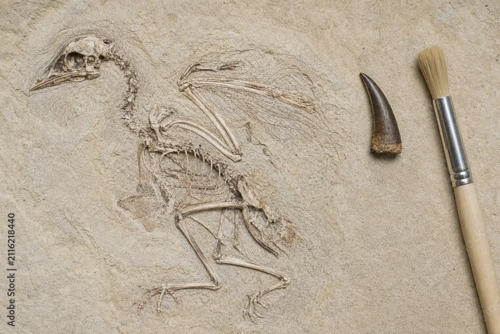 Bird-like fossil skeleton in sandy rock beside a tooth-shaped specimen and archaeology brush