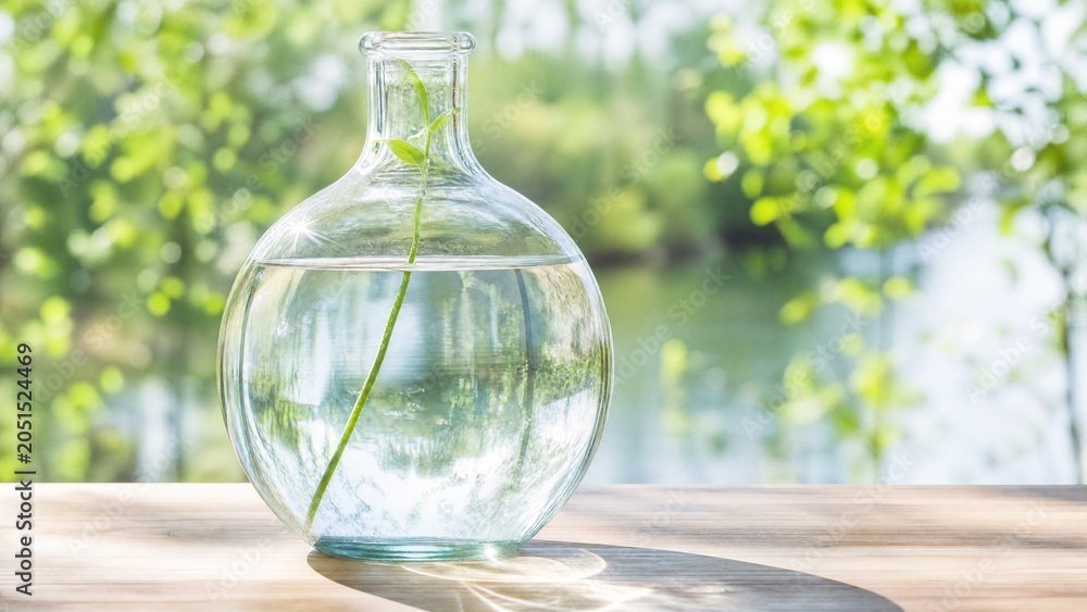 Glass carboy with plant cutting on a bright tabletop