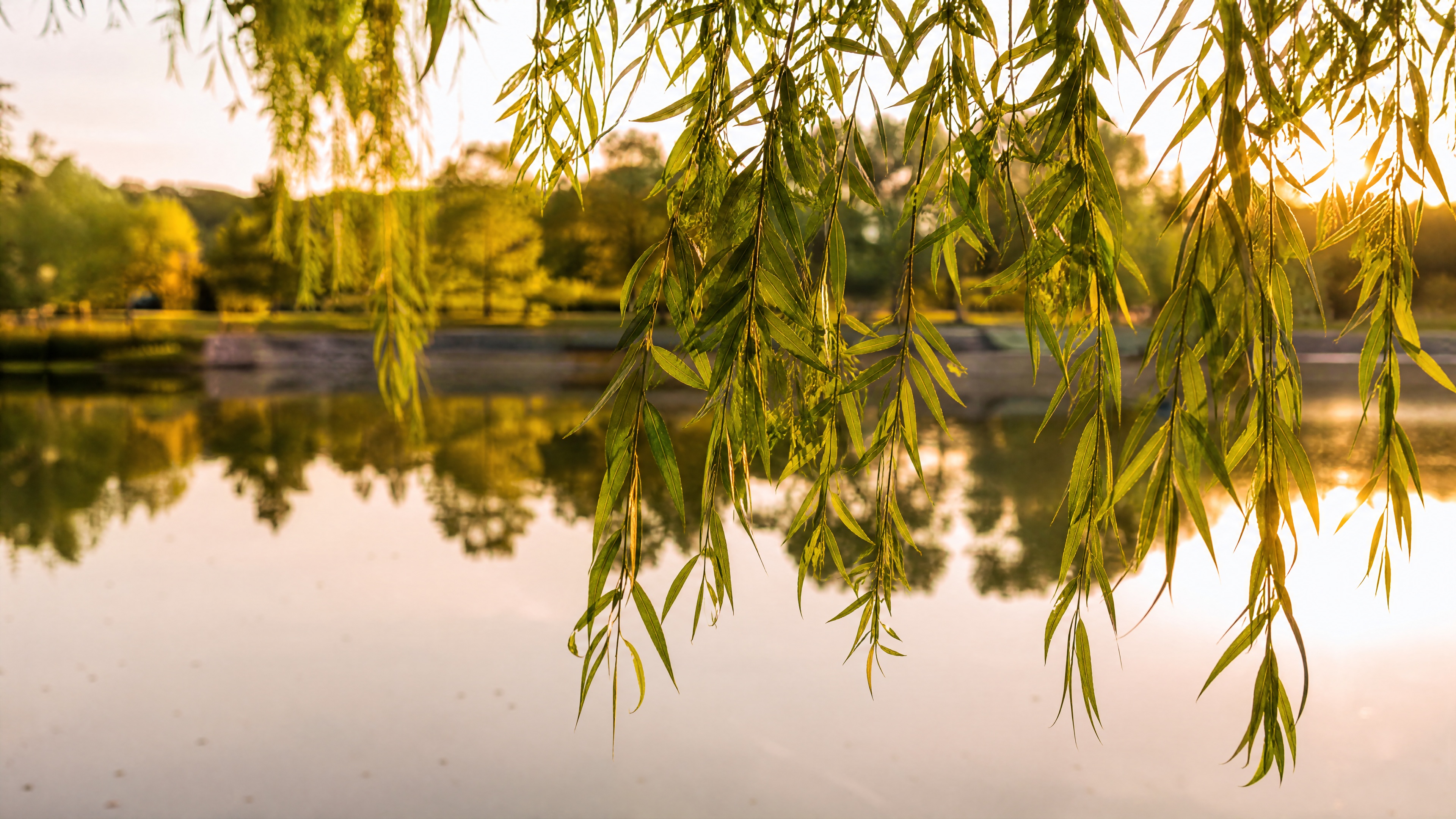 Willow leaves over a lake at sunset, used to show how nature backgrounds still need a clear use case